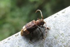アトジロサビカミキリ
