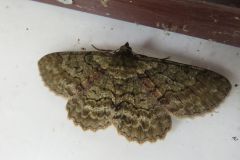 ヒロバウスアオエダシャク