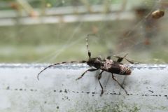 ヒトオビアラゲカミキリ
