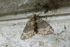 オオハガタナミシャク