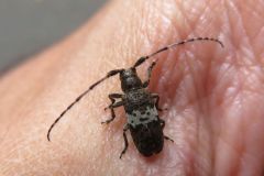 シロオビゴマフカミキリ