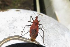 アカサシガメ