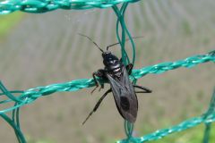 クロモンサシガメ