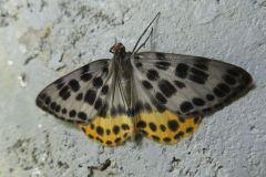 ヒョウモンエダシャク