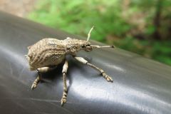 シロコブゾウムシ