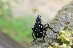 シタベニハゴロモの幼虫