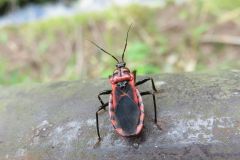 アカシマサシガメ