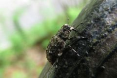 カオジロヒゲナガゾウムシ