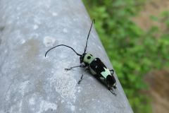 ラミーカミキリ