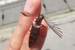 ヒゲコメツキ