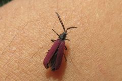 クシヒゲベニボタル