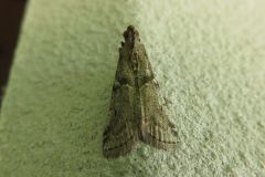 ミカドマダラメイガ