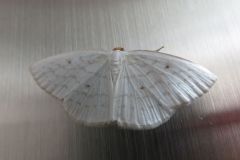 ナミスジシロエダシャク