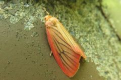 オオベニヘリコケガ