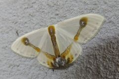 ウスギヌカギバ