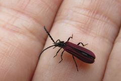 ホソベニボタル