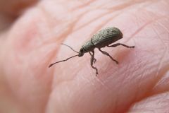 カシワクチブトゾウムシ
