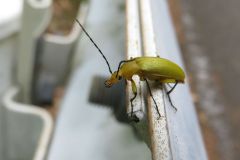 キイロクチキムシ