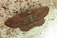 クロクモエダシャク