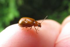 ムナグロツヤハムシ