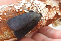 カラスヨトウ