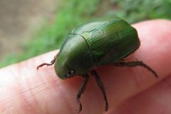 アオドウガネ