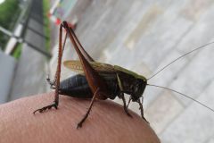 ヒメギス