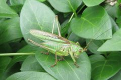 ニシキリギリス