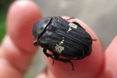クロハナムグリ