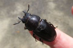 ノコギリクワガタ