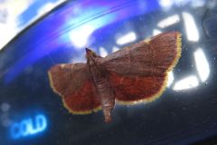 アカシマメイガ