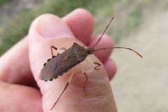 キバラヘリカメムシ