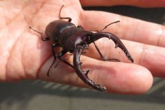 ノコギリクワガタ