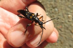 オオヨツスジハナカミキリ