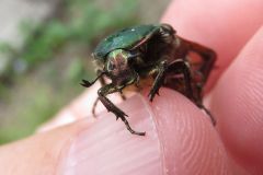アオハナムグリ