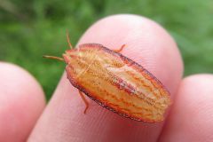 エビイロカメムシの幼虫