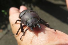 ノコギリクワガタ