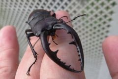 ノコギリクワガタ