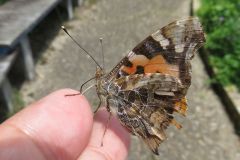 アカタテハ