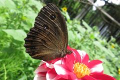 ジャノメチョウ