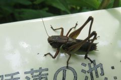 コバネヒメギス