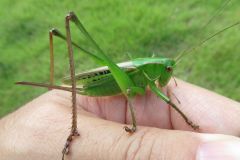 ニシキリギリス