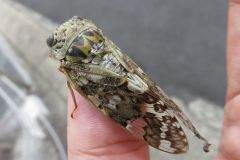 ニイニイゼミ
