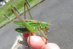 ニシキリギリス