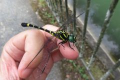 オナガサナエ