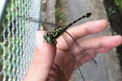 オナガサナエ