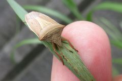 エビイロカメムシ