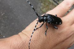 ゴマダラカミキリ