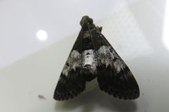 ナカアオフトメイガ