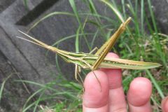 ショウリョウバッタ